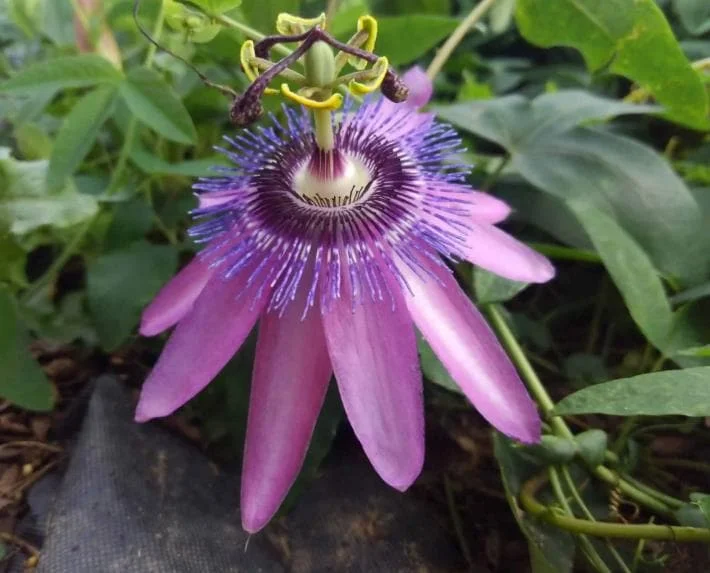 Passiflora Lady Lavender Live Plant - 6-8" Tall Passion Flower Vine - Outdoor Perennial - Image 2
