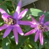 Passiflora Lady Lavender Live Plant - 6-8" Tall Passion Flower Vine - Outdoor Perennial - Image 1
