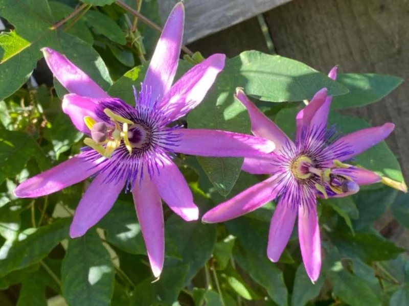 Passiflora Lady Lavender Live Plant - 6-8" Tall Passion Flower Vine - Outdoor Perennial - Image 1