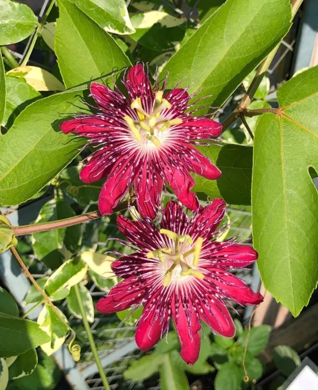 Passiflora Lady Margaret Live Plant - 5-8" Tall Flowering Vine for Garden - Image 2