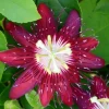 Passiflora Lady Margaret Live Plant - 5-8" Tall Flowering Vine for Garden - Image 1