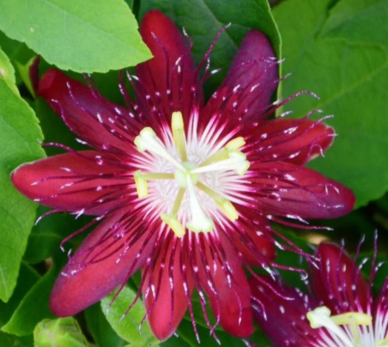 Passiflora Lady Margaret Live Plant - 5-8" Tall Passion Flower Vine Outdoor - Image 2