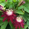 Passiflora Lady Margaret Live Plant - 5-8" Tall Passion Flower Vine Outdoor - Image 1