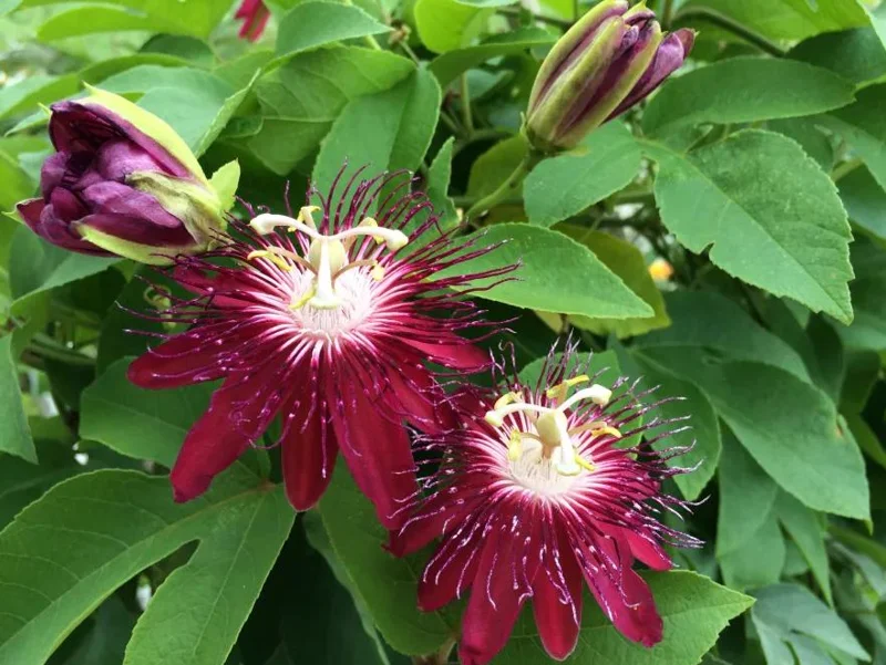 Passiflora Lady Margaret Live Plant - 5-8" Tall Passion Flower Vine Outdoor - Image 1