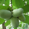 Paw Paw Indian Banana Live Plant – Quart Pot – Edible Fruit Tree - Image 1