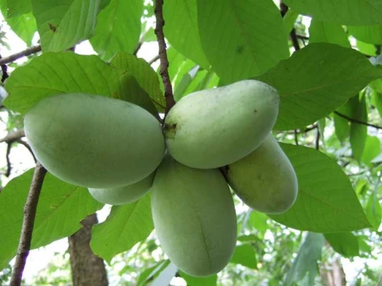 Paw Paw Indian Banana Live Plant – Quart Pot – Edible Fruit Tree - Image 1