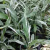 Peace Lily Live Plant – High Variegation – 6 inch Pot – Indoor Houseplant - Image 1