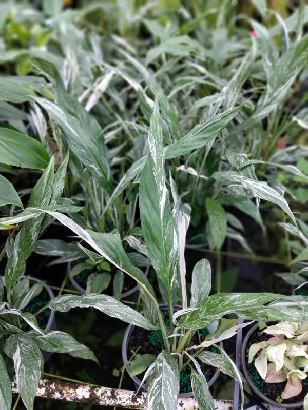 Peace Lily Live Plant – High Variegation – 6 inch Pot – Indoor Houseplant - Image 1