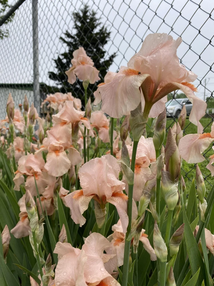 Peach Bearded Iris Rhizome - 1 Perennial Flower for Outdoor Gardens - Image 3