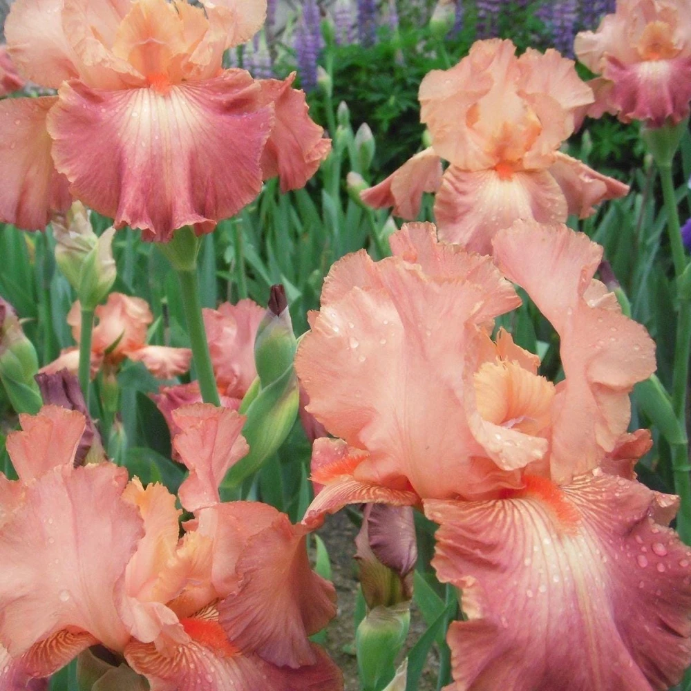 Peach Bearded Iris Rhizome - 1 Perennial Flower for Outdoor Gardens - Image 1