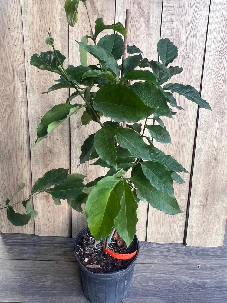 Peanut Butter Fruit Tree Live Plant – Bunchosia Glandulifera – Tropical Fruit – 3 Gallon Pot - Cannot ship to CA - Image 2
