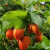 Peanut Butter Fruit Tree Live Plant – Bunchosia Glandulifera – Tropical Fruit – 3 Gallon Pot - Cannot ship to CA - Image 1