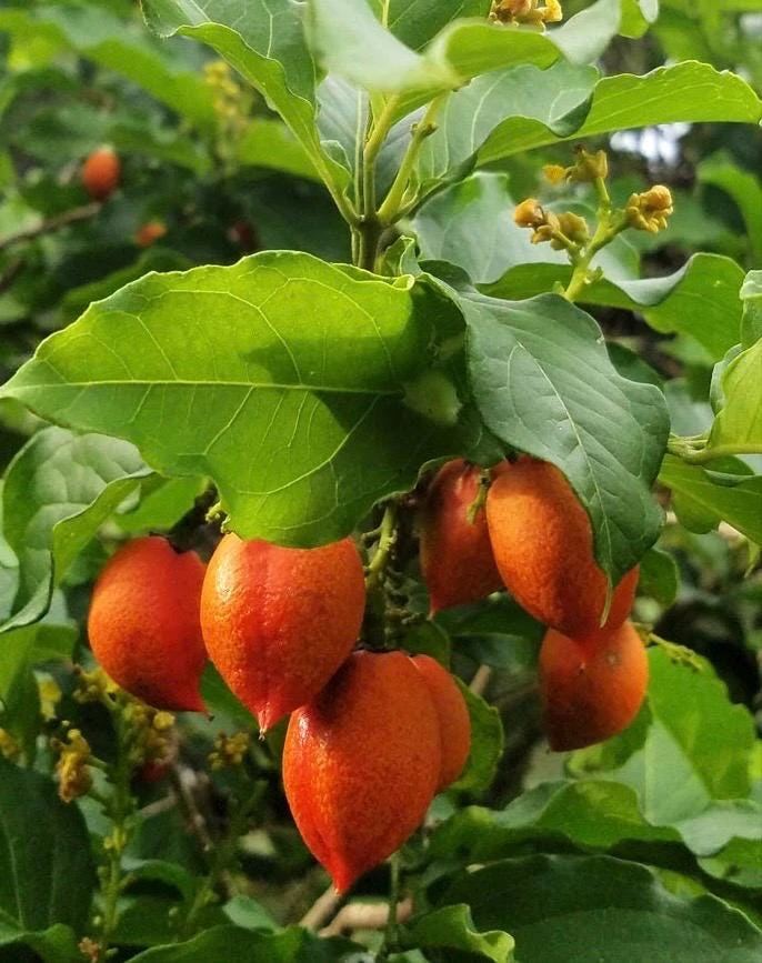 Peanut Butter Fruit Tree Live Plant – Bunchosia Glandulifera – Tropical Fruit – 3 Gallon Pot - Cannot ship to CA - Image 1