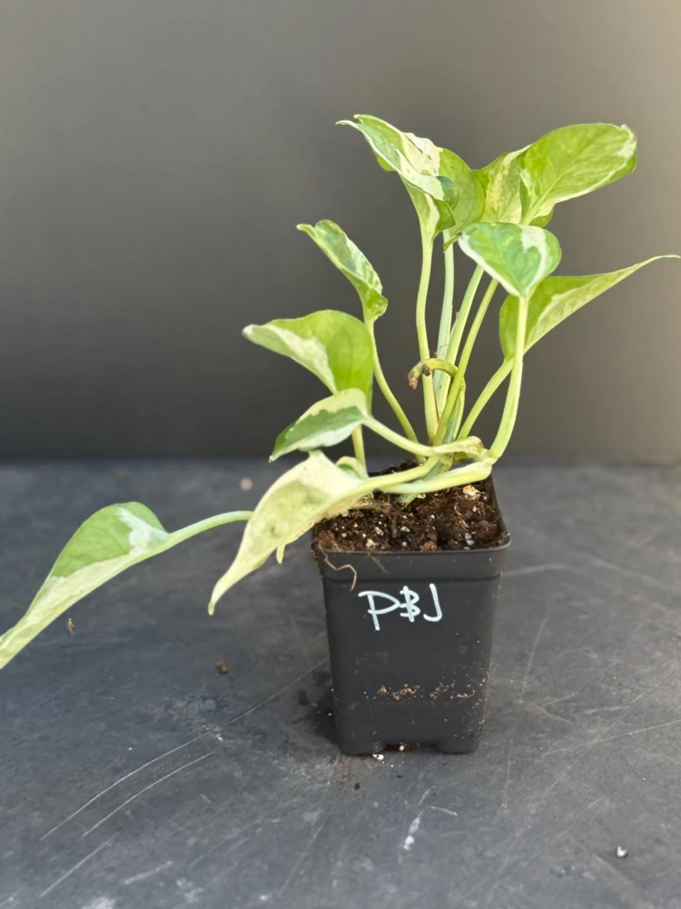 Pearls and Jade Pothos Live Plant - Variegated Indoor Trailing Vine - Image 2