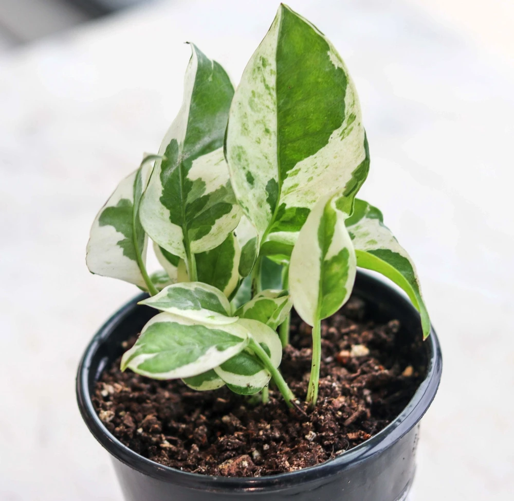 Pearls and Jade Pothos Live Plant - Variegated Indoor Trailing Vine - Image 3