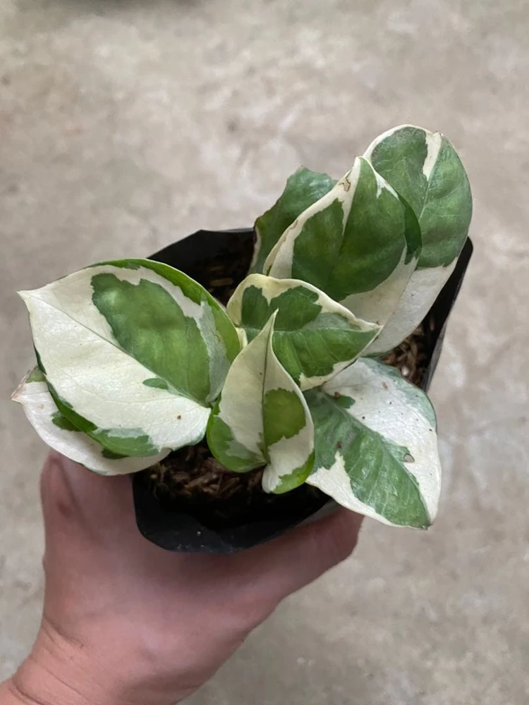 Pearls and Jade Pothos Live Plant - Variegated Indoor Trailing Vine - Image 4