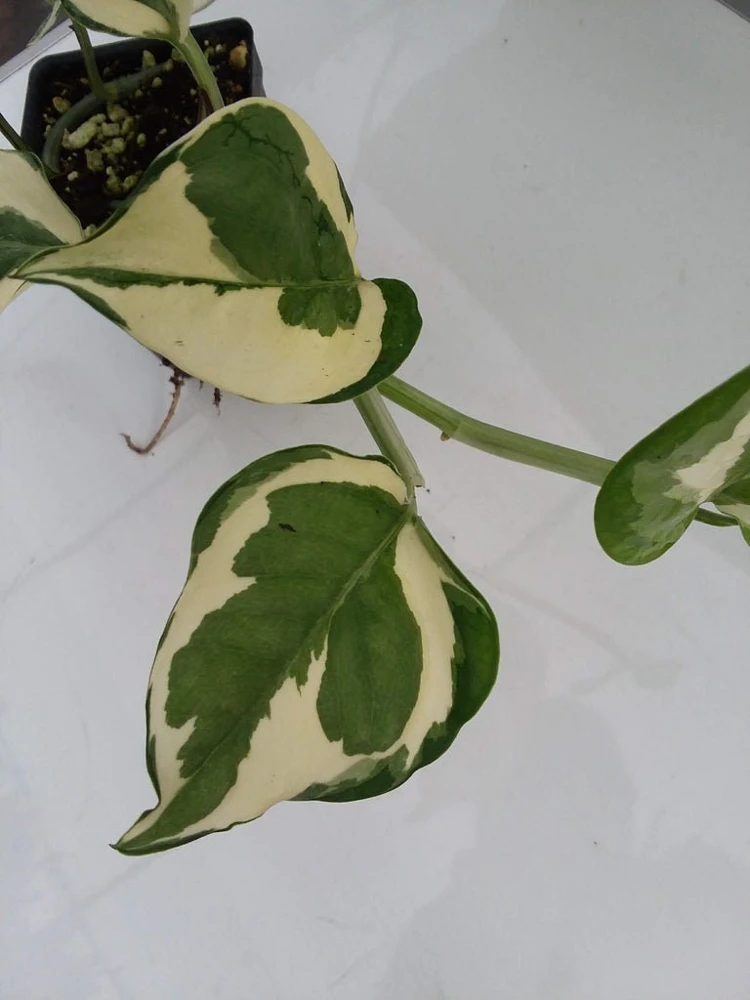 Pearls and Jade Pothos Live Plant - Variegated Indoor Trailing Vine - Image 5