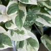 Pearls and Jade Pothos Live Plant - Variegated Indoor Trailing Vine - Image 1