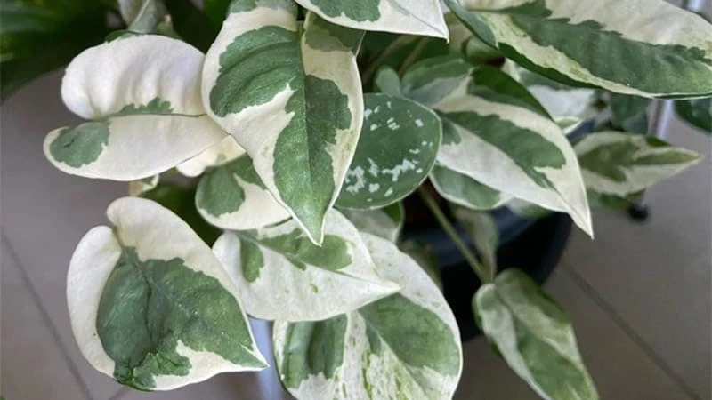 Pearls and Jade Pothos Live Plant - Variegated Indoor Trailing Vine - Image 1