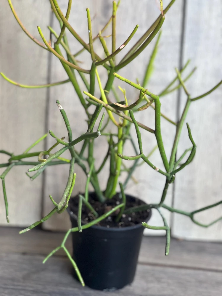 Pencil Cactus Live Plant – Euphorbia tirucalli – 4" Pot – Indoor Succulent - Cannot ship to CA - Image 2