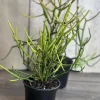 Pencil Cactus Live Plant – Euphorbia tirucalli – 4" Pot – Indoor Succulent - Cannot ship to CA - Image 1