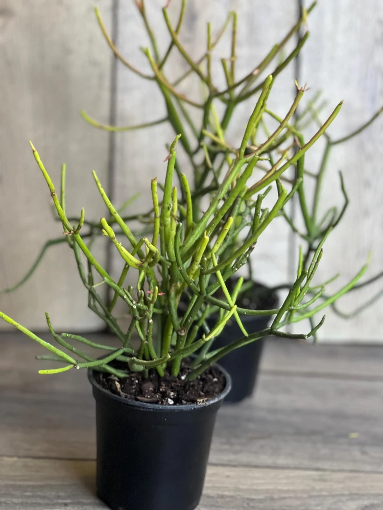 Pencil Cactus Live Plant – Euphorbia tirucalli – 4" Pot – Indoor Succulent - Cannot ship to CA - Image 1
