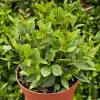 Peperomia Beetle Trailing Live Houseplant – 4 Inch Pot – Pet-Friendly Indoor Plant - Image 1