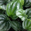 Peperomia Ecuador Watermelon Live Plant, 4 Inch Pot, Indoor Houseplant - Image 1