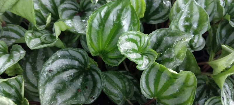 Peperomia Ecuador Watermelon Live Plant, 4 Inch Pot, Indoor Houseplant - Image 1