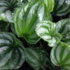 Peperomia Ecuador Watermelon Live Plant - 4 inch Pot - Indoor Houseplant - Image 1
