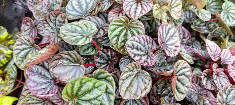 Peperomia Luna Red Live Plant - 4 Inch Nursery Pot | Pet-Safe Houseplant - Image 2
