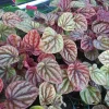 Peperomia Luna Red Live Plant - 4 Inch Nursery Pot | Pet-Safe Houseplant - Image 1