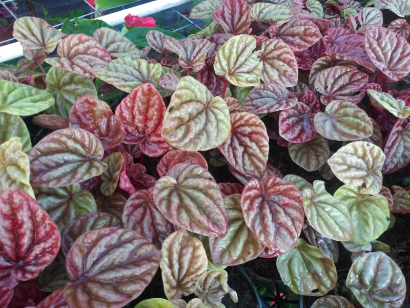 Peperomia Luna Red Live Plant - 4 Inch Nursery Pot | Pet-Safe Houseplant - Image 1