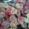 Peperomia Luna Red Live Plant - 4" Pot, Red & Green Foliage Indoor Houseplant - Image 1