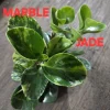 Peperomia Obtusifolia Live Plant Bundle – Jade & Marble, 7" Tall Potted Houseplant - Image 1