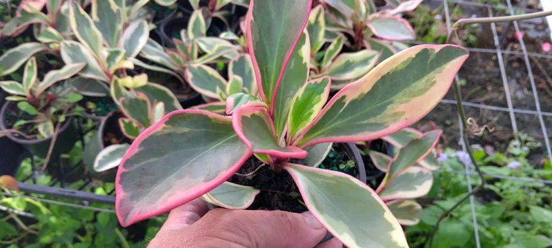 Peperomia Rainbow Ginny Live Plant 4-inch Pot - Variegated Indoor Houseplant - Image 2
