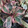 Peperomia Rainbow Ginny Live Plant - 4 inch Pot, Variegated Indoor Houseplant - Image 1