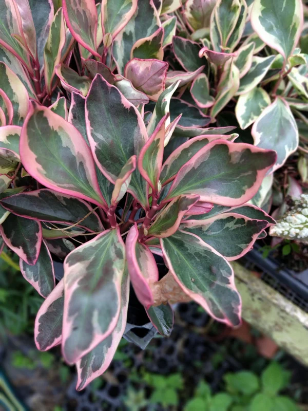 Peperomia Rainbow Ginny Live Plant 4-inch Pot - Variegated Indoor Houseplant - Image 1