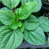 Peperomia Rana Verde Live Plant - 4 inch Pot - Compact Indoor Houseplant - Image 1