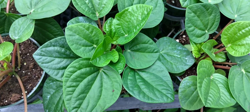 Peperomia Rana Verde Live Plant - 4 inch Pot - Compact Indoor Houseplant - Image 1
