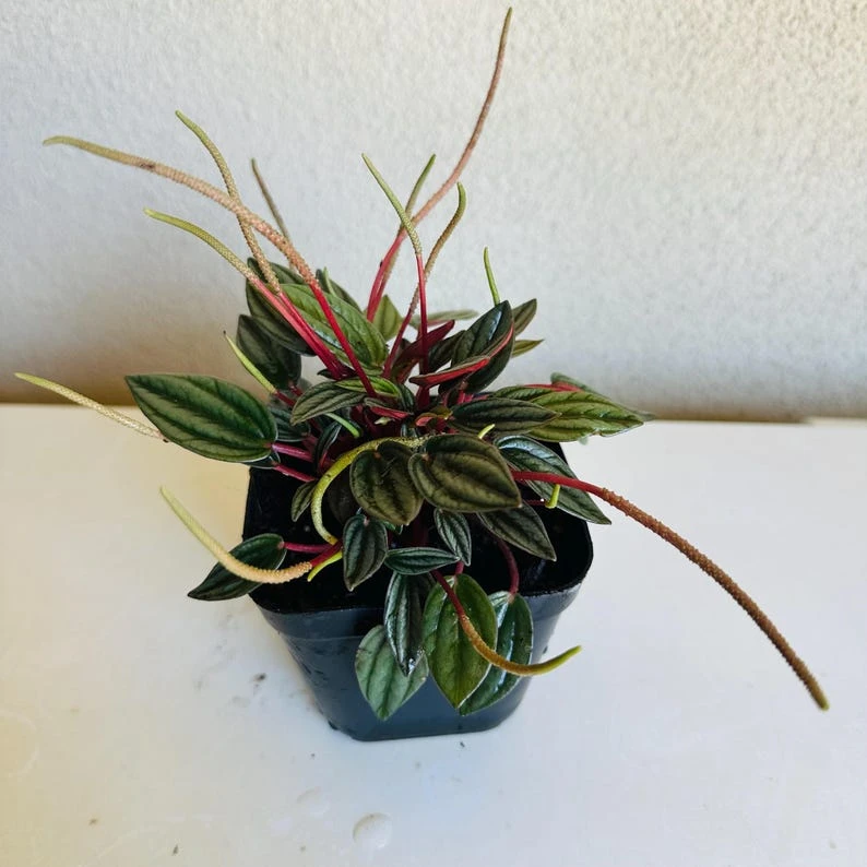 Peperomia Rosso Live Plant – 4 inch Pot – Indoor Houseplant - Image 2