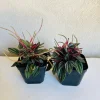 Peperomia Rosso Live Plant – 4 inch Pot – Indoor Houseplant - Image 1