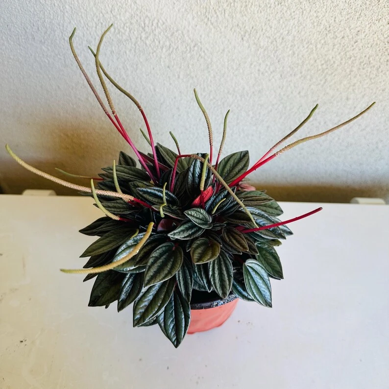Peperomia Rosso Live Plant – 6in Pot – Indoor Houseplant - Image 2