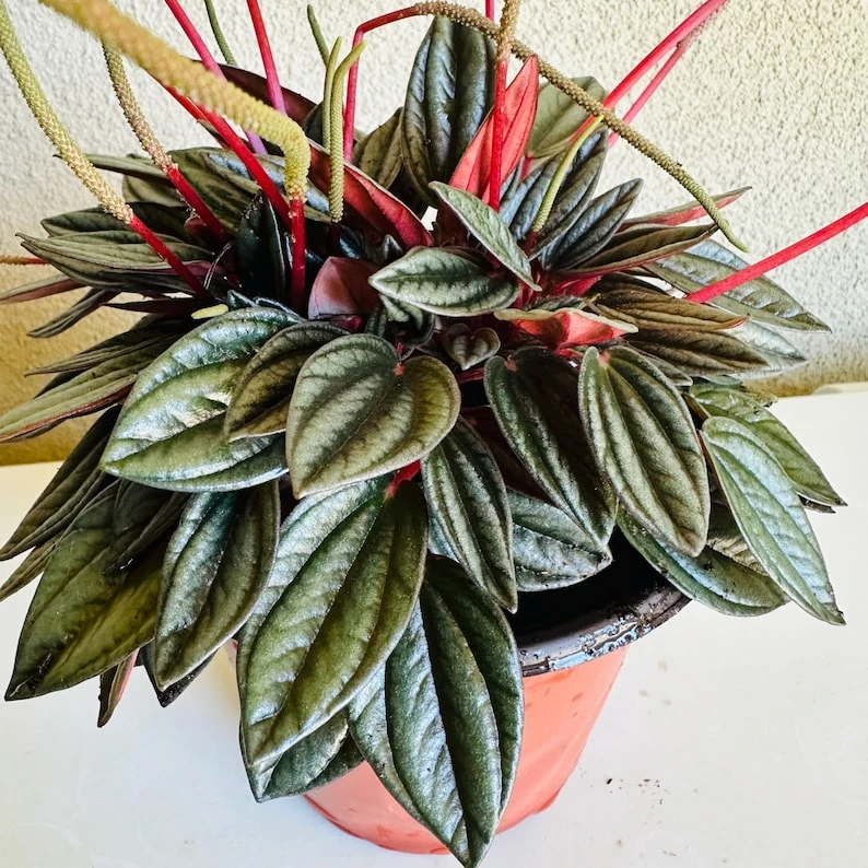 Peperomia Rosso Live Plant – 6in Pot – Indoor Houseplant - Image 1