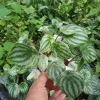 Peperomia Watermelon Live Plant - 4 inch Pot, Indoor Houseplant, Pet-Friendly - Image 1