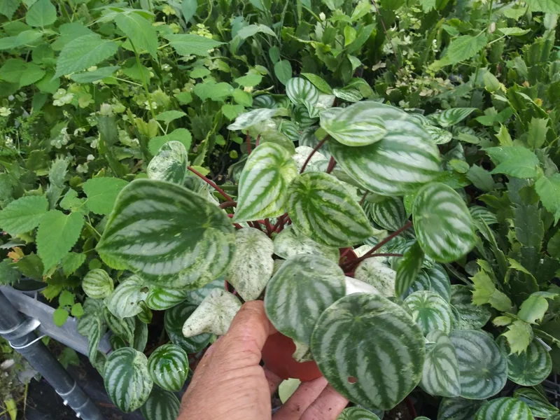 Peperomia Watermelon Live Plant - 4 inch Pot, Indoor Houseplant, Pet-Friendly - Image 1