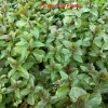 Peppermint Live Plant - 4 inch Pot - Culinary Mint Herb for Indoor/Outdoor - Image 1