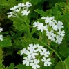 Perennial Verbena Canadensis Live Plant - White Flowers - 4 inch Tall Outdoor - Image 1