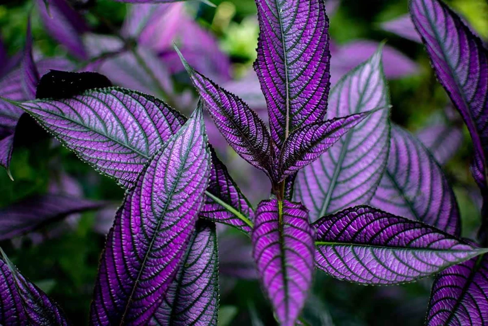 Persian Shield Live Plant - 2.5" Pot Indoor Houseplant with Iridescent Foliage - Image 2