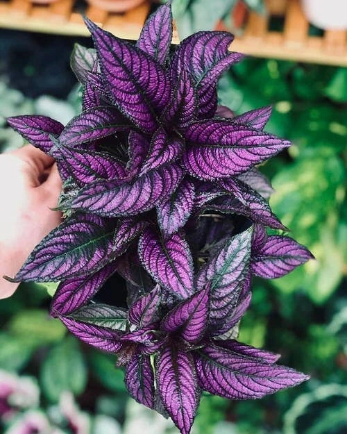 Persian Shield Live Plant - 2.5" Pot Indoor Houseplant with Iridescent Foliage - Image 1